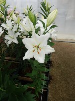 [5300 Silverio No02.JPG]